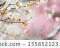 Plum blossoms telling the arrival of spring 135852123