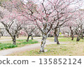 Plum blossoms telling the arrival of spring 135852124