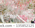 Plum blossoms telling the arrival of spring 135852125