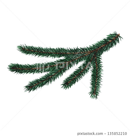Spruce branch. Hand-drawn watercolor illustration. Isolated. An element of your Christmas and New Year design for greeting cards, posters, banners, packaging, and more. Spruce branch. Hand-drawn watercolor illustration. Isolated. An element of your Christmas and New Year design for greeting cards, posters, banners, packaging, and more. 135852210