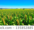 Extensive corn field 135852885