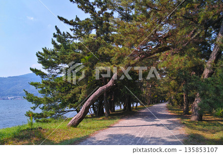 Summer seaside scenery of Amanohashidate with pine trees hanging over the sidewalk 135853107