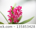 Diacia hendersoniana flower 135853428
