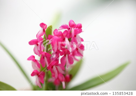 Diacia hendersoniana flower Diacia hendersoniana flower 135853428