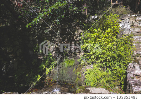 Nov 23 2025 Serene Garden at Historic Shorin in Temple Kyoto 135853485
