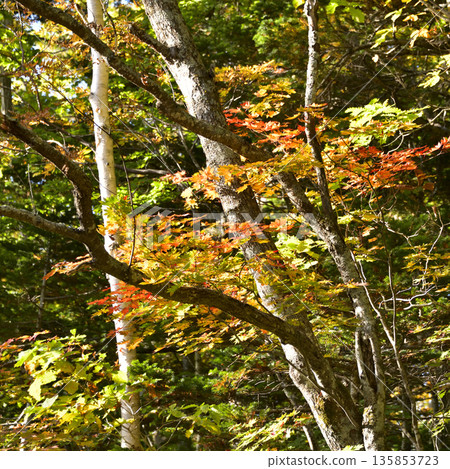 Autumn leaves on the Mount Shari hiking trail 135853723