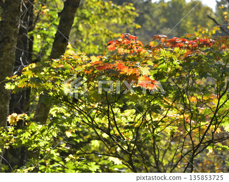 Autumn leaves on the Mount Shari hiking trail Autumn leaves on the Mount Shari hiking trail 135853725