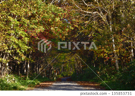 沙裡山健行步道上的秋葉 沙裡山健行步道上的秋葉 135853731