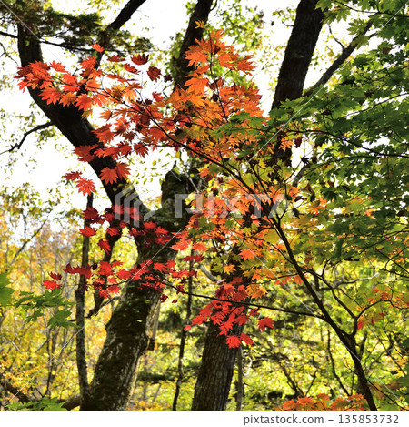 Autumn leaves on the Mount Shari hiking trail Autumn leaves on the Mount Shari hiking trail 135853732