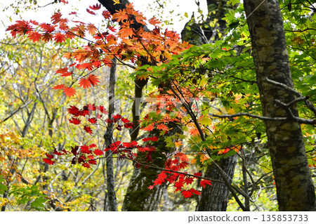 Autumn leaves on the Mount Shari hiking trail 135853733