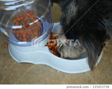 Dog eating pellet food in blue feeding bowl, Hungry black and brown puppy Dog eating pellet food in blue feeding bowl, Hungry black and brown puppy 135853736