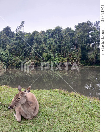 Sambar deer lying and resting on grass in tropical forest at Khao Yai National Park, Brown fur mammal and hoofed animal in World Heritage site with black water of swamp and green tree, Thailand Sambar deer lying and resting on grass in tropical forest at Khao Yai National Park, Brown fur mammal and hoofed animal in World Heritage site with black water of swamp and green tree, Thailand 135853741
