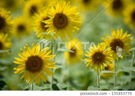 Sunflowering in summer sunflower Sunflowering in summer sunflower 135853770