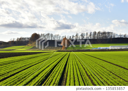 清裡落葉松防風林 135853857