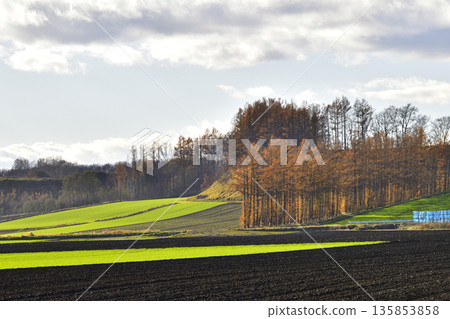 Kiyosato larch windbreak forest Kiyosato larch windbreak forest 135853858