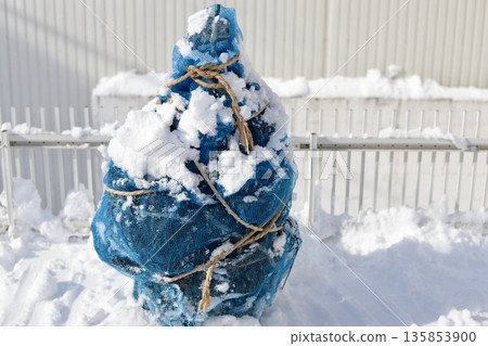 業餘人士種植的杜鵑花周圍罩著一層網,以保護它免受雪的侵蝕。 業餘人士種植的杜鵑花周圍罩著一層網,以保護它免受雪的侵蝕。 135853900