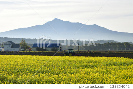 清裡町的秋芥菜田 清裡町的秋芥菜田 135854041