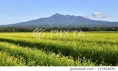 Autumn mustard fields in Kiyosato Autumn mustard fields in Kiyosato 135854046