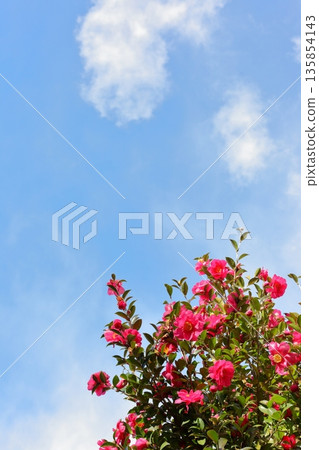 Red camellia blooming against a blue sky (vertical) Red camellia blooming against a blue sky (vertical) 135854143