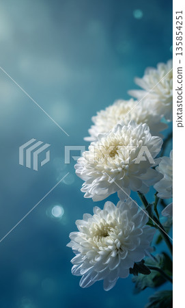 A tranquil floral arrangement for funerals | White chrysanthemums 135854251