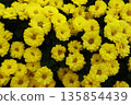 Chrysanthemums blooming all over the place 135854439