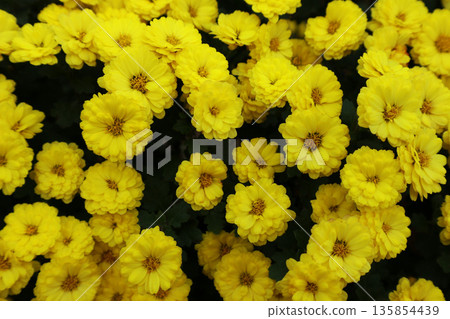 菊花到處盛開 135854439