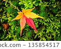 秋葉倒映在綠色的苔蘚中 135854517
