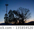 黎明時的樹木 135854520