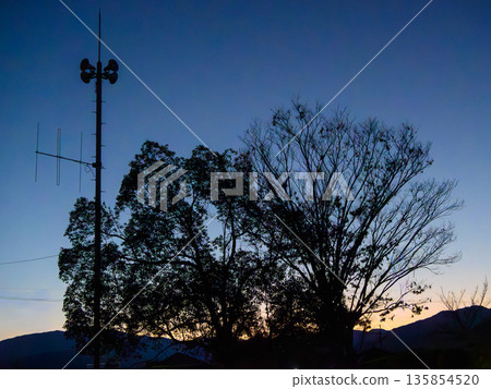 黎明時的樹木 135854520