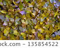 清晨的銀杏葉 135854522
