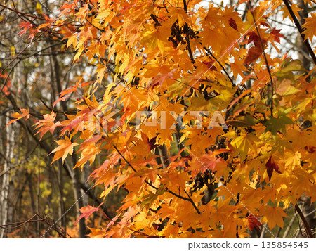 Autumn leaves on the outskirts of Kiyosato Autumn leaves on the outskirts of Kiyosato 135854545