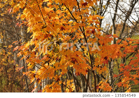 Autumn leaves on the outskirts of Kiyosato Autumn leaves on the outskirts of Kiyosato 135854549