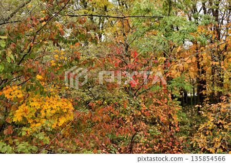 Autumn leaves on the outskirts of Kiyosato Autumn leaves on the outskirts of Kiyosato 135854566