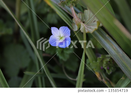 冬季路邊盛開的藍色柿子花 冬季路邊盛開的藍色柿子花 135854719