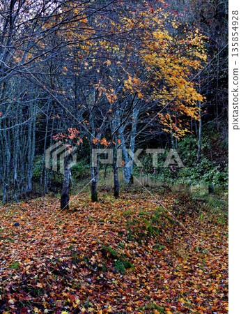 Carpet of fallen leaves Carpet of fallen leaves 135854928