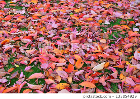 Carpet of fallen leaves Carpet of fallen leaves 135854929
