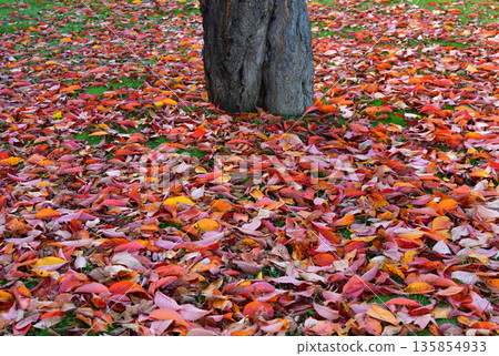 Carpet of fallen leaves Carpet of fallen leaves 135854933