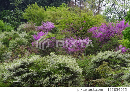 春天，岐阜縣岐阜市大龍寺後面的山上開滿了紫色和白色的藤丹花。 135854955
