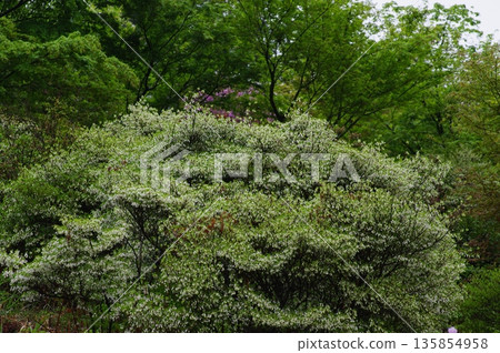 春天,岐阜縣岐阜市大龍寺後面的山上開滿了紫色和白色的藤丹花。 春天,岐阜縣岐阜市大龍寺後面的山上開滿了紫色和白色的藤丹花。 135854958
