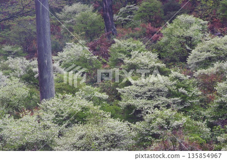 春天,岐阜縣岐阜市大龍寺後面的山上開滿了紫色和白色的藤丹花。 春天,岐阜縣岐阜市大龍寺後面的山上開滿了紫色和白色的藤丹花。 135854967