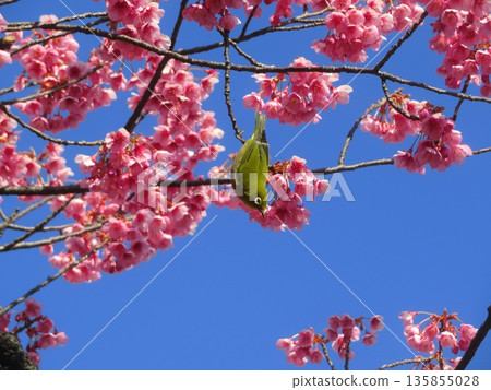 寒飛櫻和白眼 135855028