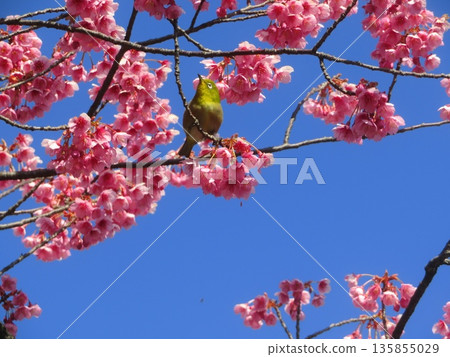 Kanhizakura and white-eye 135855029