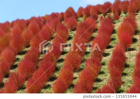 Kochia autumn leaves 135855044