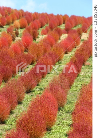 Kochia autumn leaves Kochia autumn leaves 135855046