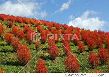 Kochia autumn leaves 135855048