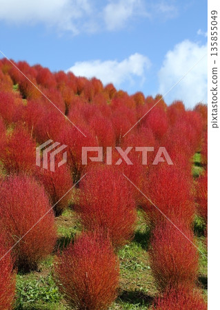 Kochia autumn leaves Kochia autumn leaves 135855049