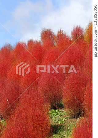 地膚秋葉 135855050