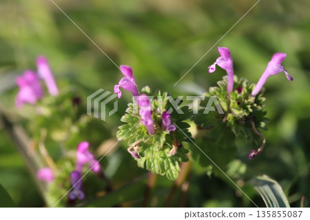 Pink hotokenoza flowers blooming on the roadside in winter 135855087