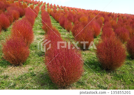 Kokia of autumn leaves Kokia of autumn leaves 135855201