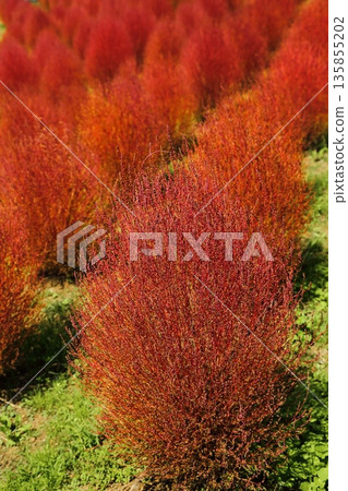 Kokia of autumn leaves Kokia of autumn leaves 135855202